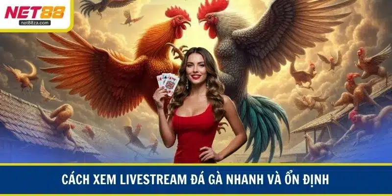 Cách xem livestream đá gà nhanh và ổn định