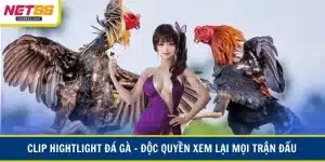Clip highlight đá gà
