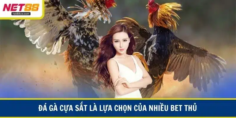 Đá gà cựa sắt là lựa chọn của nhiều bet thủ