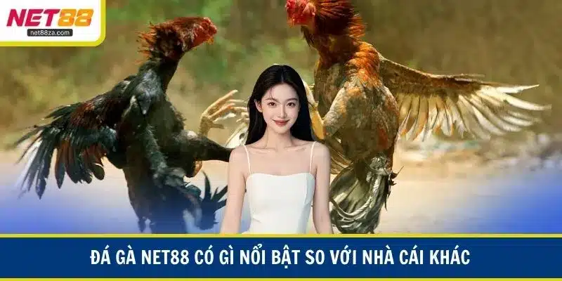 Đá gà NET88 có gì nổi bật so với nhà cái khác?