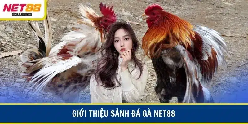 Giới thiệu sảnh đá gà NET88